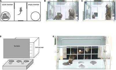 Reduced childhood social attention in autism model marmosets predicts impaired social skills and inflexible behavior in adulthood
